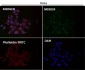 Anti-Hsc70 HSPA8 Rabbit Monoclonal Antibody